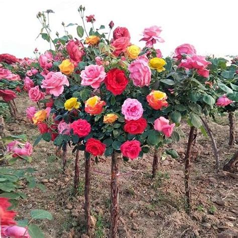 樹狀月季花哪裡買|露天市集